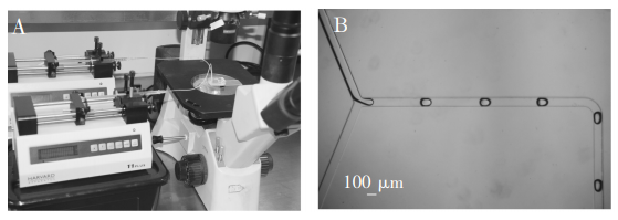 图2(A)实验系统装置;(B)液滴稳定生成