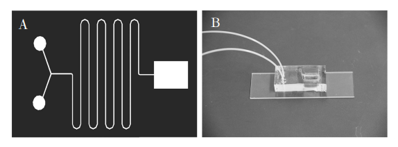 图1(A)芯片结构示意图;(B)制备的微流控芯片照片Fig．1(A)Diagramofchipstructure;(B)Photooffabricatedmicrofluidicchip的通道宽度相同。